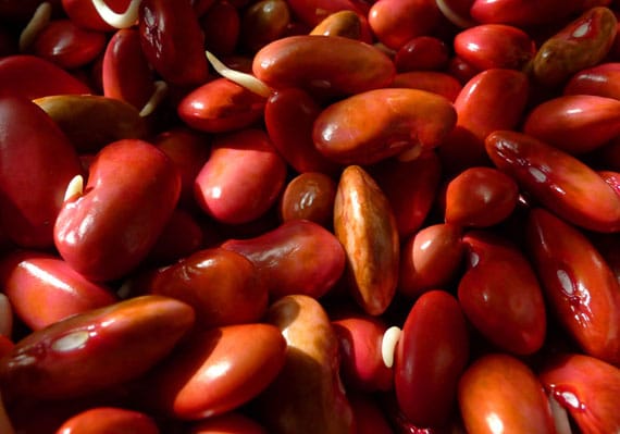 kidney beans for weight loss