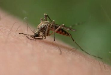 Zika virus infection symptoms and diagnosis treatment