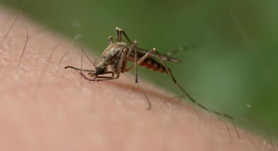 Zika virus infection symptoms and diagnosis treatment